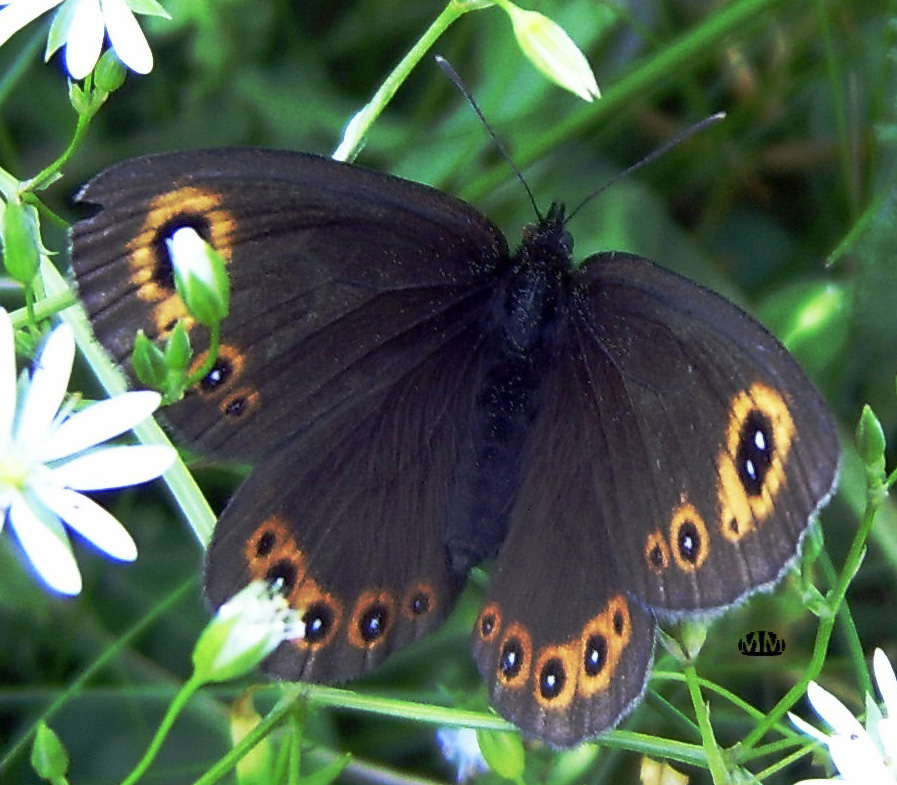 Aiuto per identificazione